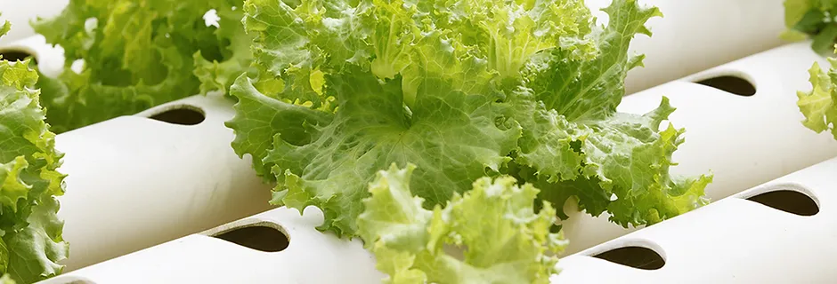Urban Farmers/Agriculture